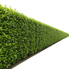 Lush green hedge wall with a vanishing perspective, isolated on a white background.
