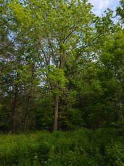 Obraz premium Majestic Tree in Verdant Forest Clearing