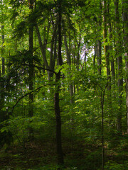 Sunlight Filtering Through Dense Green Forest