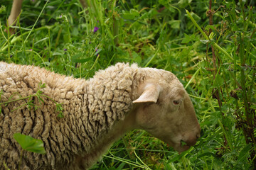 Sheep eating plants in the campside in Bragança, Portugal