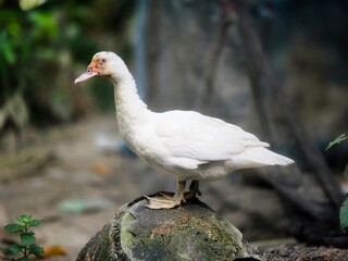 A close-up photograph of a white duck standing confidently on a tree log in a natural outdoor setting, with a blurred green background. Perfect for use in nature, wildlife, or rural-themed projects.
