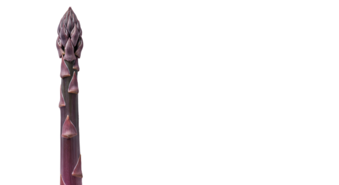 Single Purple Asparagus Spear with Tightly Closed Bud and Triangular Scales.