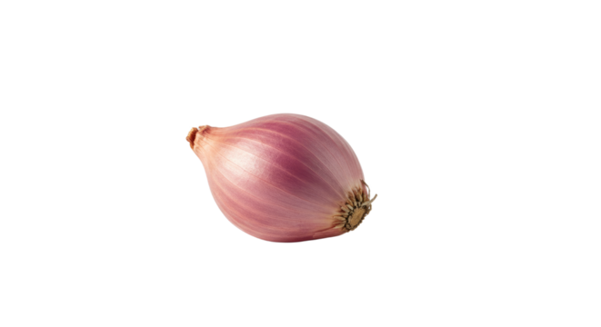 Single Shallot Bulb with Delicate Pink and Purple Layers Dried Stem.