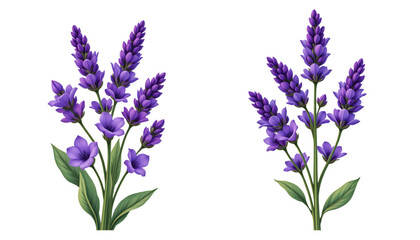 Obraz premium Vibrant Lavender Flower Bouquets with Green Leaves, Perfect for Digital Artwork and Floral Designs