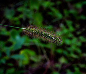 caterpillar on a stalk