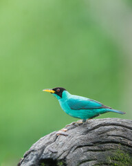 The Green Honeycreeper (Male)