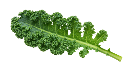 Vibrant Green Kale Leaf with Intricate Curled Edges