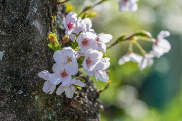 木漏れ日浴びて輝く満開の淡いピンクの桜の花