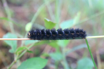 caterpillar on a leaf