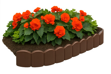 Orange begonias blooming vibrantly within brown plastic garden edging, displaying lush foliage against transparent backdrop for seamless design integration