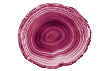 A painted Red agate slice with white veins on a white background highlights nature’s beauty. Its layered structure makes it a stunning natural decor piece.