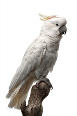 Obraz premium White cockatoo with large crest perched on a tree against a clean white background