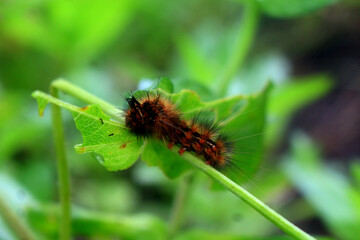 caterpillar on a leaf