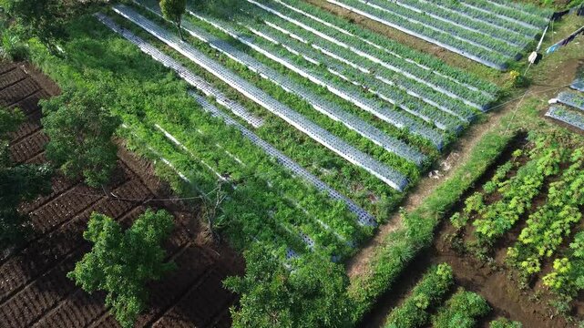 Aerial view of agriculture land with plastic mulch and green crops