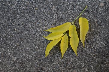 Yellow leaves on gray pavement contrast nature and urban environments