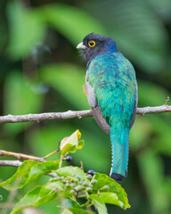 Gartered Trogon