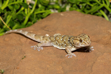 A beautiful Bibron's Thick-toed Gecko (Chondrodactylus bibronii), also known as Bibron's sand...