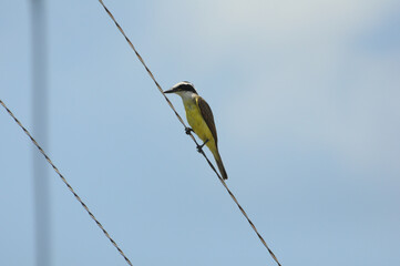 Yellow bird perched on wire against clear blue sky