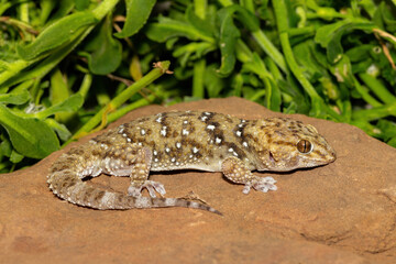 A beautiful Bibron's Thick-toed Gecko (Chondrodactylus bibronii), also known as Bibron's sand gecko, or Bibron's gecko, on a rock in Eastern Cape, South Africa