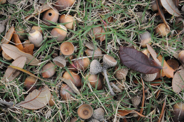 Close-up of acorns on grass with dry autumn leaves in natural setting