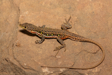 A beautiful common sand lizard (Pedioplanis lineoocellata), also known as the ocellated sand...