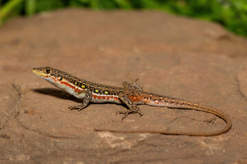 A beautiful common sand lizard (Pedioplanis lineoocellata), also known as the ocellated sand...