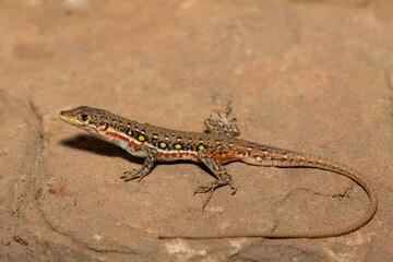 A beautiful common sand lizard (Pedioplanis lineoocellata), also known as the ocellated sand...