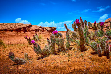 Prickly Pear Cactus Bloom Desert Landscape with Red Rocks and Blue Sky