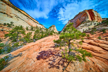 Sandstone Cliffs and Pine Tree in Zion National Park Desert Corridor Low Angle