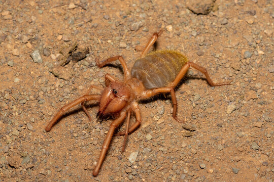 Close-up of a beautiful Red-legged solifuge (Solpugema sp) looking for food in the wild in the Eastern Cape, South Africa