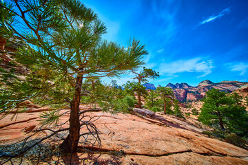 Resilient Pine and Red Sandstone Mesa in Sunlit Utah Wilderness Eye Level View