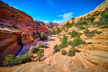 Sandstone Cliffs and Juniper in Sunlit Desert Canyon Many Pools Trail Eye Level