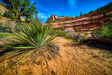 Yucca Plant on Desert Trail with Red Sandstone Cliffs Low Ground Perspective