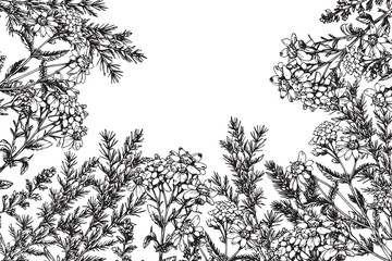 Vintage Engraving of Herbs and Flowers