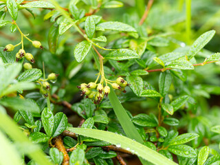 雨に濡れたコトネアスターの果実
