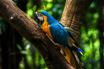 The blue and yellow macaw, Ara ararauna, also known as the blue and gold macaw, Psittacidae family...