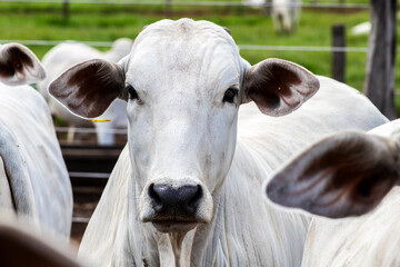 Nelore cattle herd in a Brazilian farm corral. The Nelore breed is known for its adaptability to...