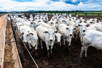 Nelore cattle herd in a Brazilian farm corral. The Nelore breed is known for its adaptability to tropical climates and meat production © AlfRibeiro