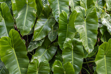 Close-up of lush, green Philodendron hederaceum leaves, showcasing their glossy texture and heart...