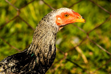 Detailed close-up of a speckled gray and white hen, showing its red comb and golden beak. Ideal for illustrating publications on farm animals, biology and ecology. Cage-free chickens in Brazil