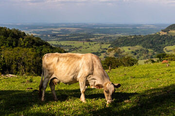 Zebu Nellore cow in the pasture area of a beef cattle farm in Brazil