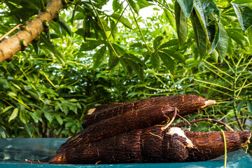 Cassava root on a plastic table with the manioc plantation on the farm in Brazil
