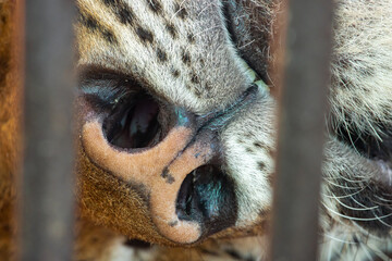 Nostrils of a sleeping tiger in a cage, close-up view