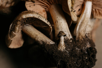 forest mushrooms in close-up.  mushrooms grown in the countryside, cooking healthy food, spices and exotic dishes. medicinal products from mushrooms. macro photography