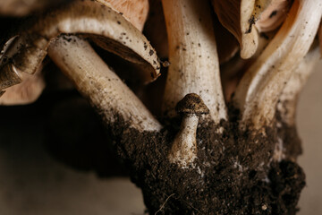 forest mushrooms in close-up.  mushrooms grown in the countryside, cooking healthy food, spices and exotic dishes. medicinal products from mushrooms. macro photography