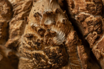 forest mushrooms in close-up.  mushrooms grown in the countryside, cooking healthy food, spices and exotic dishes. medicinal products from mushrooms. macro photography