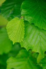 Beautiful fresh and green hazel leaf.