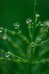 Drops of morning dew on the green parts of horsetail.
