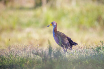 Giant Wood Rail (Aramides ypecaha) walking through the grass.