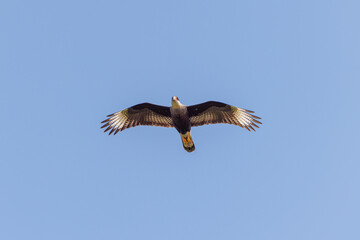 Crested caracara (Caracara plancus) flying in the blue sky.